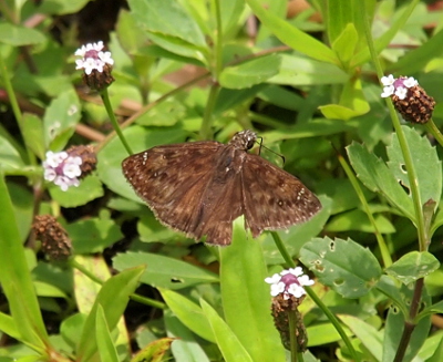 [The butterfly is perched on a flower with its wings open flat. The wings are dark brown with only a few very small grey spots near the edge of the wings.]